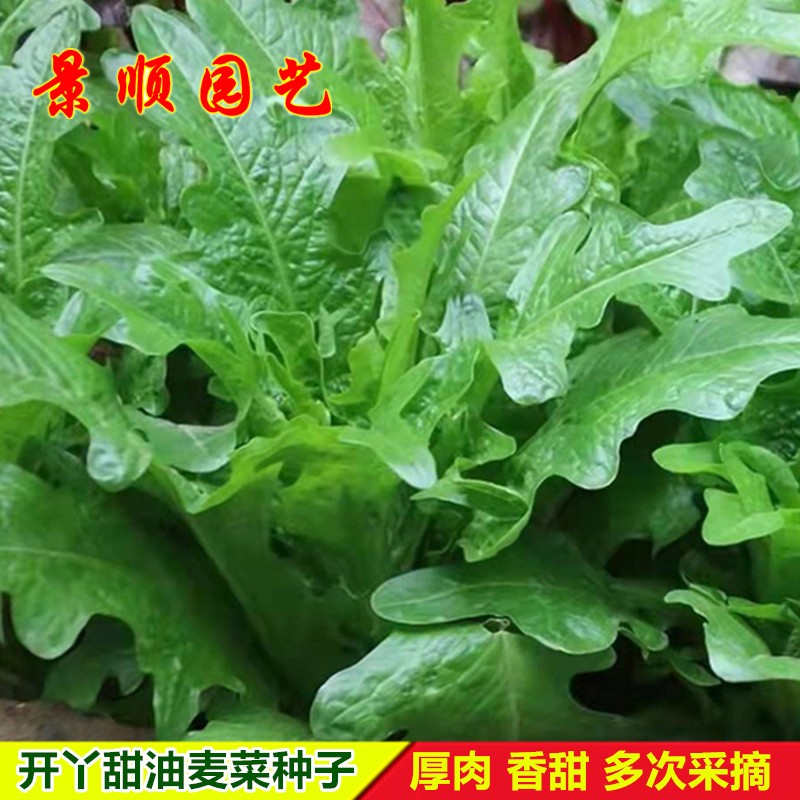 开丫油麦菜种子四季油香麦种籽抗寒青菜菜籽盆栽莜麦菜园蔬菜种孑