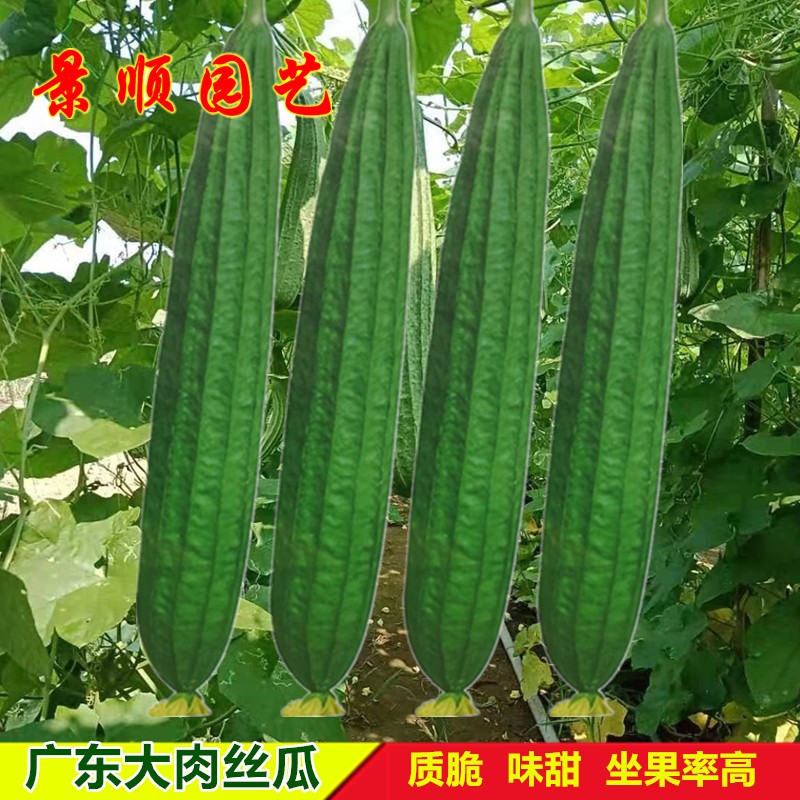 广东大肉丝瓜种籽苗高产棱角丝瓜