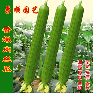 香嫩丝瓜种子高产特长絮瓜厚肉水瓜耐热春秋季四季阳台蔬菜种孑
