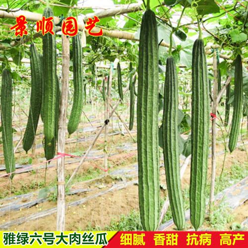 雅绿六号丝瓜种子广东特长棱角瓜