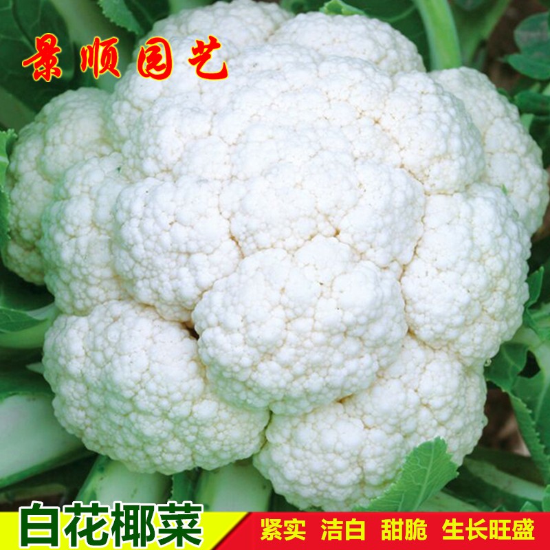 白菜花种子高产紧实白花椰菜种籽