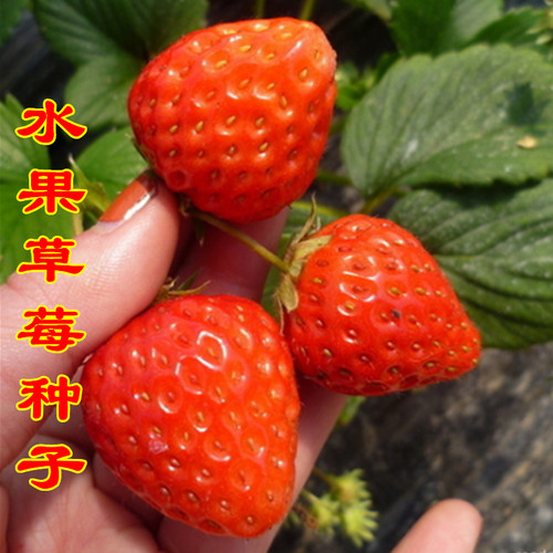 水果草莓种子水果种籽阳台四季家庭春季秋冬季盆栽奶油红草莓种孑 - 封面