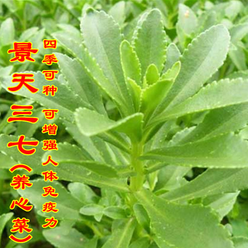 景天三七养心菜种子救心菜费菜还阳草保健野菜庭院盆栽蔬菜种孑籽