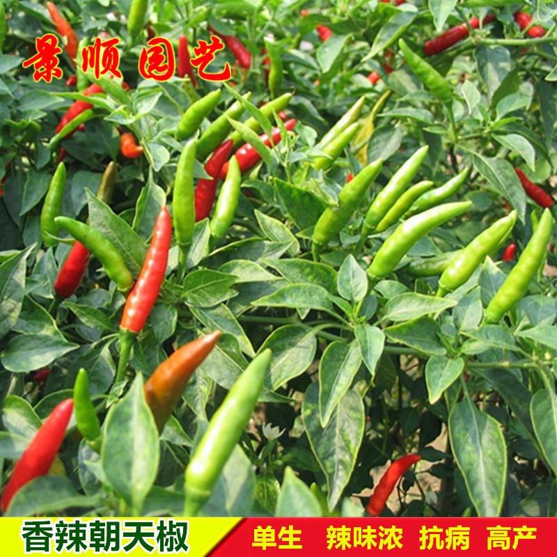 香辣朝天椒种子单生高产辣椒泡椒小米椒指天椒种籽春秋四季蔬菜孑