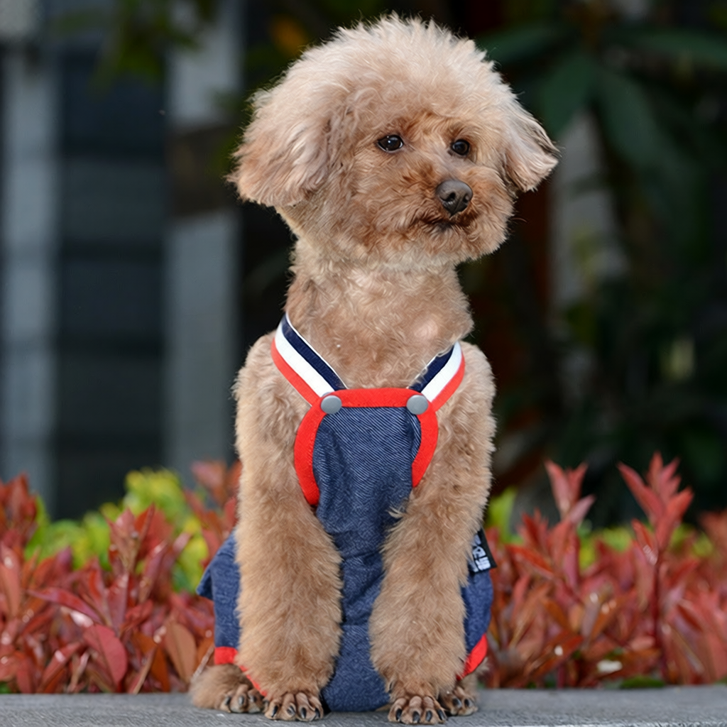 宠物衣服夏季新款猫咪狗狗泰迪柯基博美小型犬背带生理裤