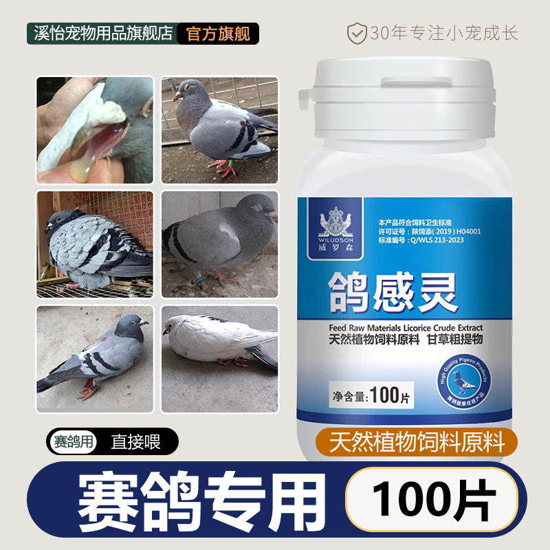 鸽子非感冒气喘咳嗽伤寒拉稀