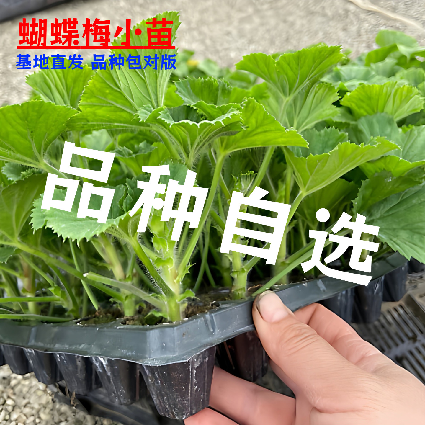 蝴蝶梅小苗大花天竺葵花苗包对版室内阳台四季好养年宵花花卉