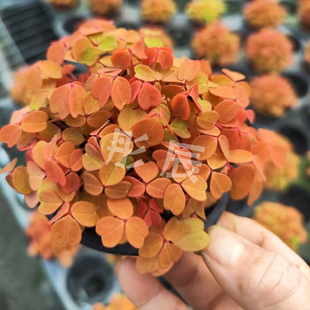 熔岩酢浆草盆栽四季变色好养桌面景观造景植物小红枫基地直销