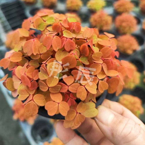 熔岩酢浆草小红枫桌面绿植盆栽