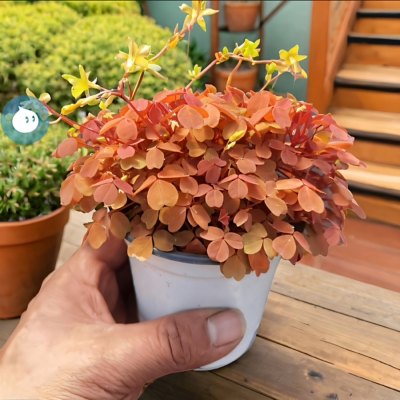 熔岩酢浆草桌面绿植盆栽