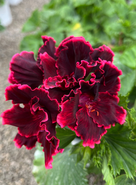 蝴蝶梅花苗大花天竺葵花卉盆栽室内阳台好养山东潍坊基地直销