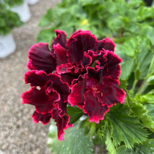 蝴蝶梅盆栽花苗大花天竺葵花卉室内阳台好养山东潍坊基地直销
