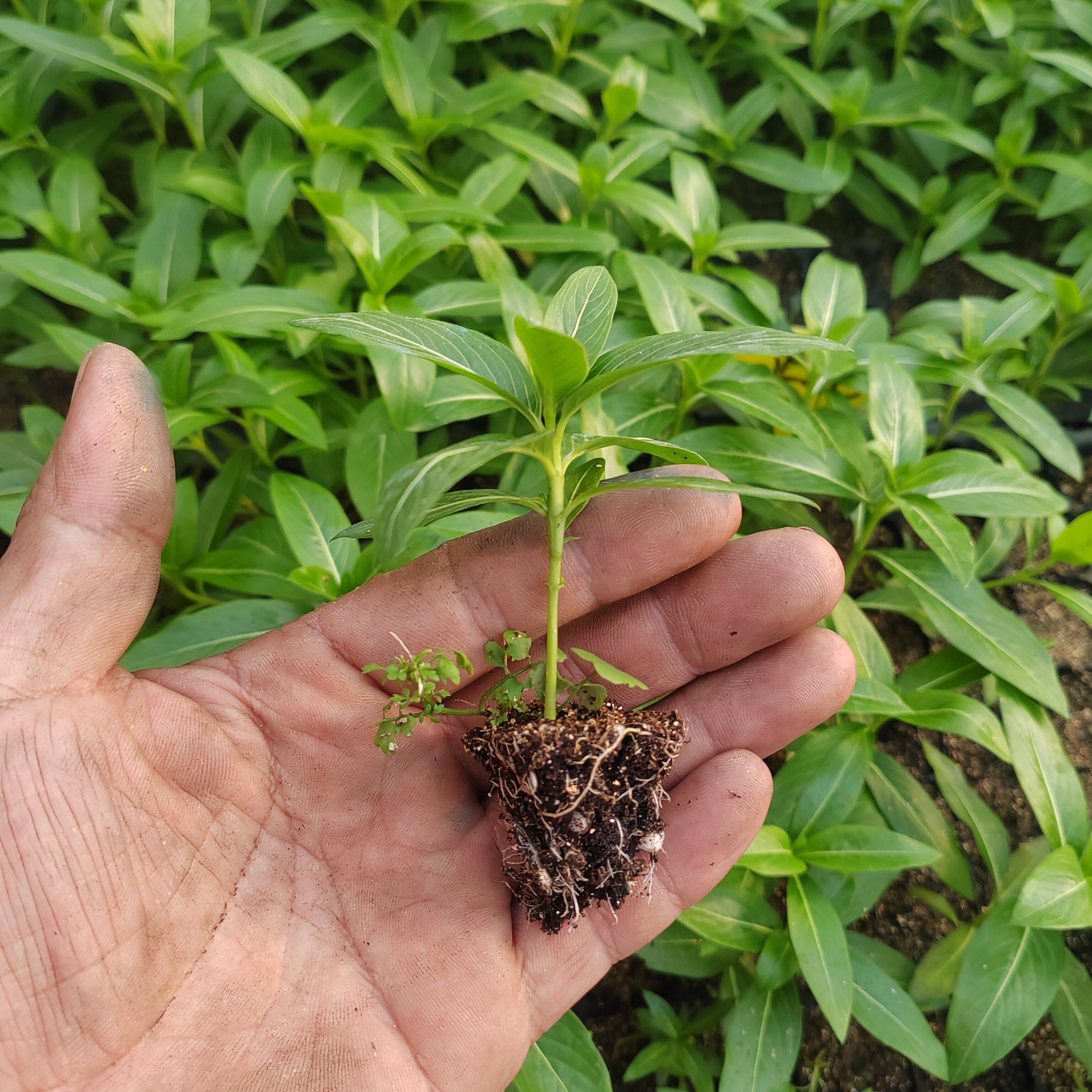 长春花花穴盘苗日日春五叶梅小苗易爆盆花期长阳台庭院天天开花苗