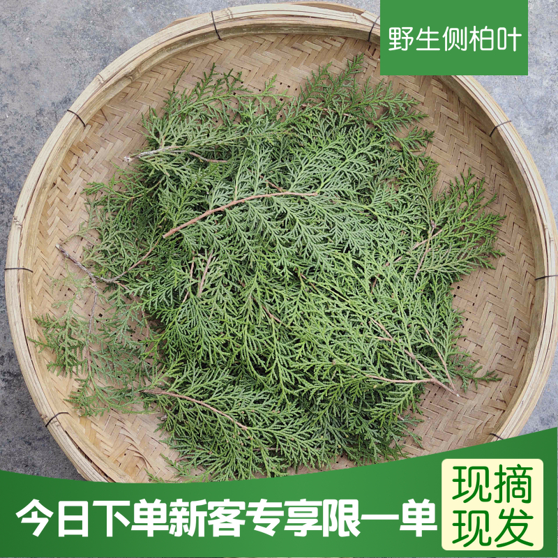 深山现摘野生新鲜侧柏叶乌发生发洗发防脱泡酒熏肉中药材1斤包邮 传统滋补营养品 其他药食同源食品 原图主图