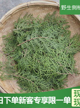 深山现摘野生新鲜侧柏叶乌发生发洗发防脱泡酒熏肉中药材1斤包邮