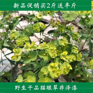 猫眼草小叶野生新货整颗带根 干货猫儿眼 马虎眼草 干马虎胭脂草