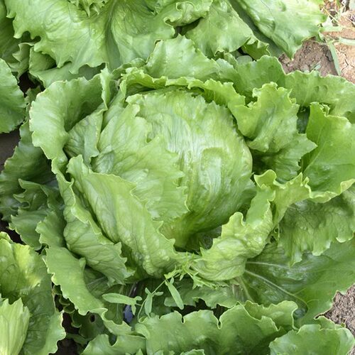结球生菜种子包菜蔬菜种孑球生菜汉堡菜包心生菜圆生菜西生菜种籽