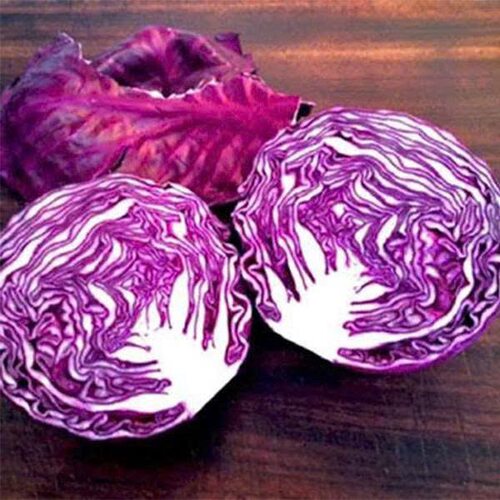 紫甘蓝种子 紫包菜种子