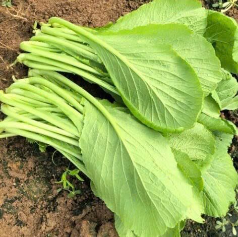 小苦菜春菜芥菜 耐寒无筋耐高温四季抗热春菜新鲜蔬菜