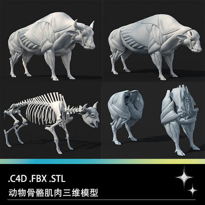 C4D FBX STL黄牛野牛公牛动物肌肉骨骼骨架后腿肌肉解剖模型素材