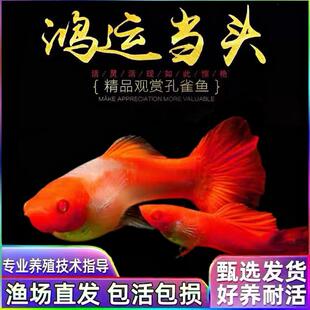 鸿运当头纯种红头孔雀鱼观赏鱼热带鱼包头包腮起头双分水大C缎带