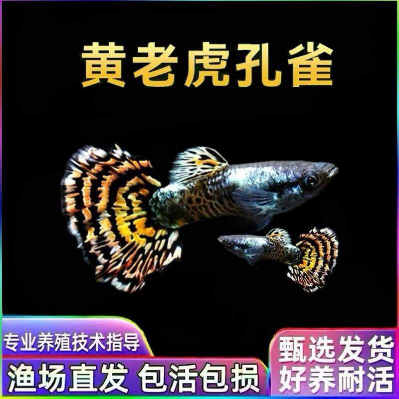 黄老虎孔雀鱼花老虎红老虎马赛克孔雀鱼胎生凤尾小活鱼热带观赏鱼