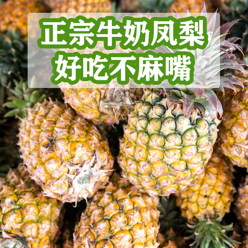 福乐栩【正宗云南牛奶凤梨带箱10斤】新鲜水果金菠萝无眼菠萝包邮