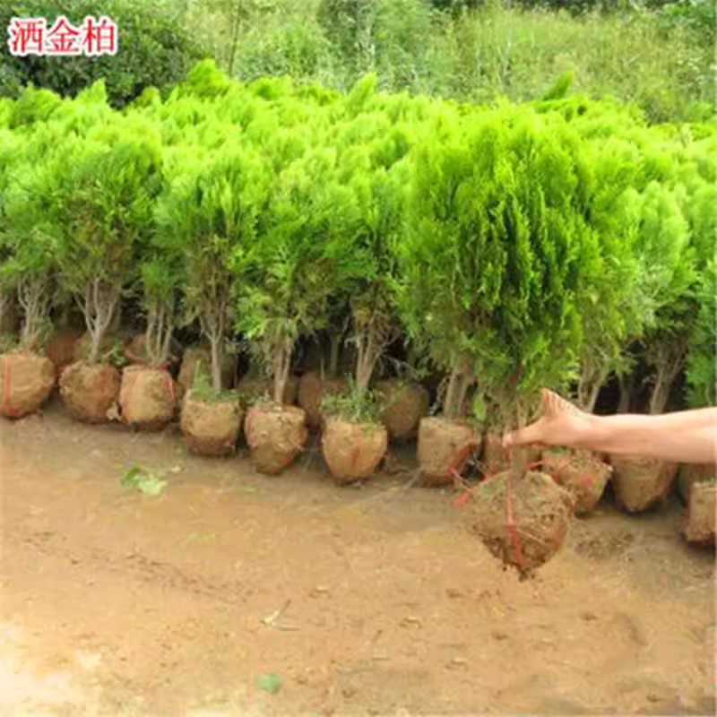 洒金柏苗耐寒植物侧柏树苗塔柏树盆栽苗墓地松庭院道路绿化南北方