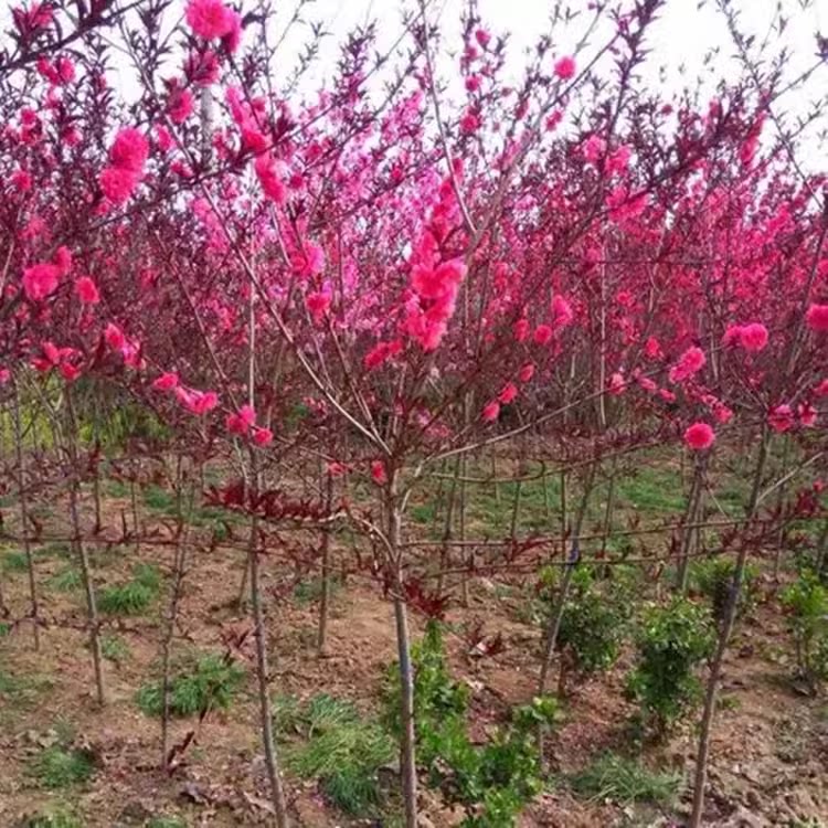 庭院观赏桃花红叶碧桃树苗