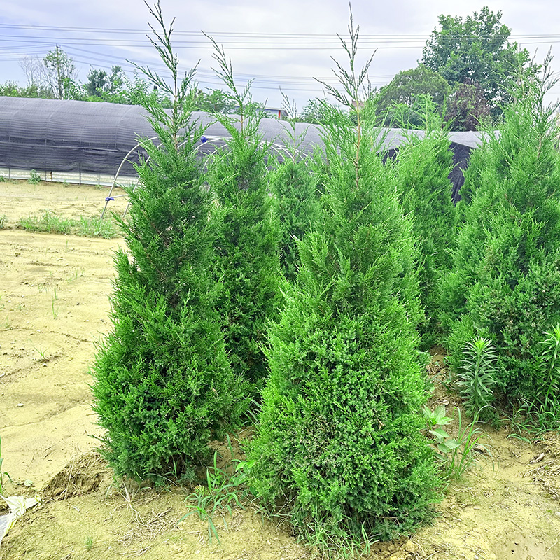 圆柏宝塔柏枝龙柏树苗四季青柏树