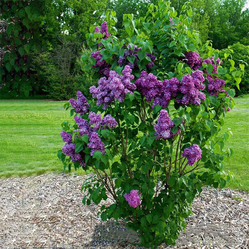 丁香花树苗浓香花卉四季耐寒花苗植物室外庭院别墅白紫丁香花盆栽