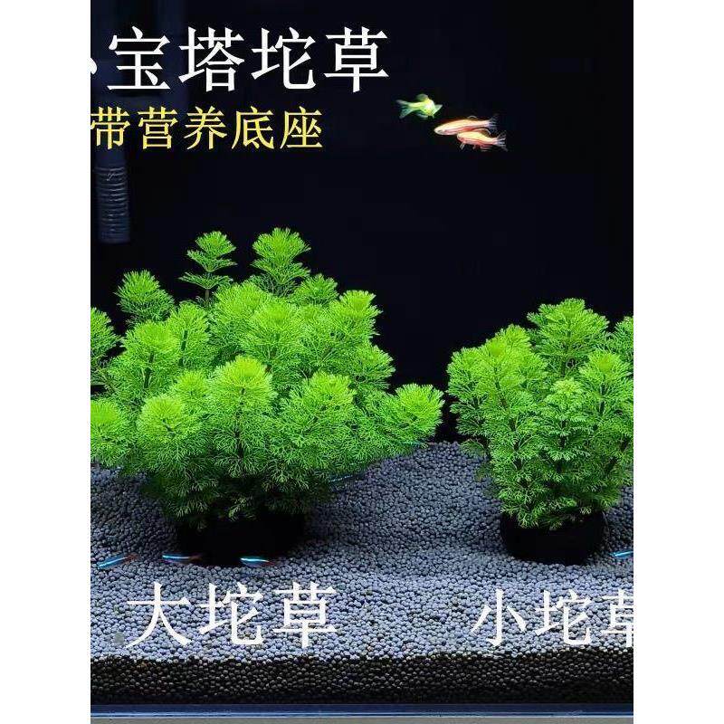 宝塔绿菊坨草增氧懒人球