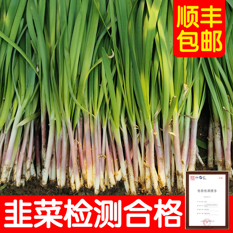 红根韭菜新鲜山东烟台龙口农家自种蔬菜当季整箱紫根3斤5斤包邮,水产肉类/新鲜蔬果/熟食,其它,淘宝优惠券,粉丝福利购,淘宝优惠卷