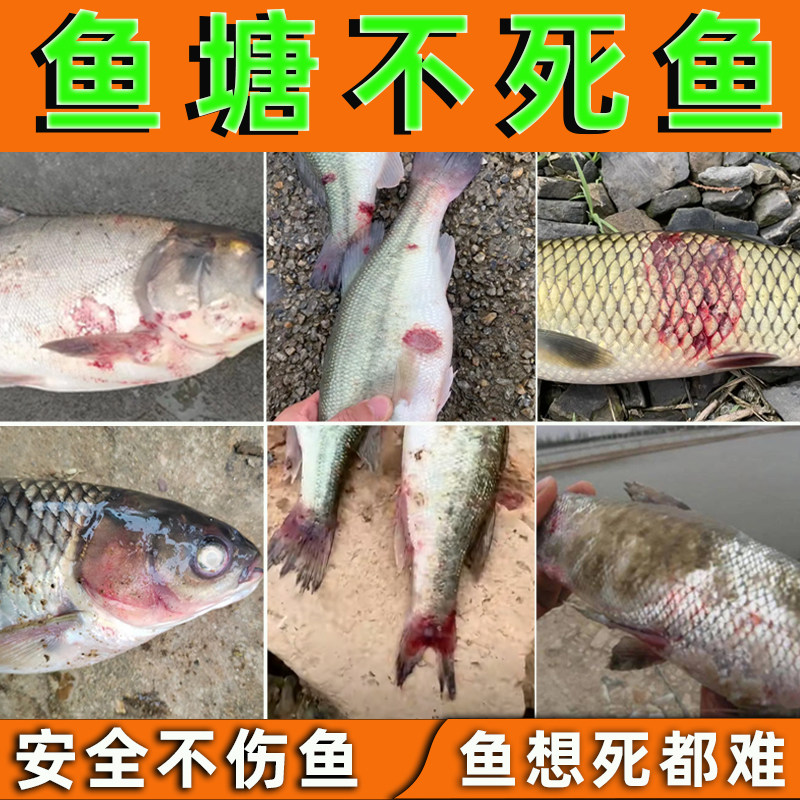 水产鱼塘养殖水霉白毛专用鱼体受损销毒铩菌出恤安全不伤鱼不死鱼