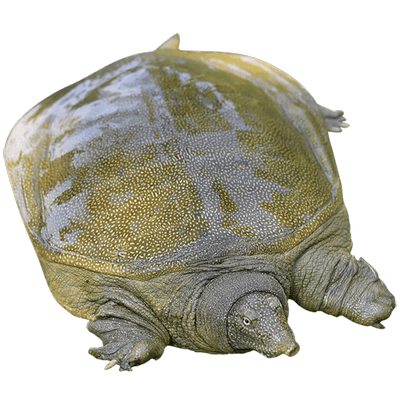 2斤鲜活野外放养生长青黄大甲鱼