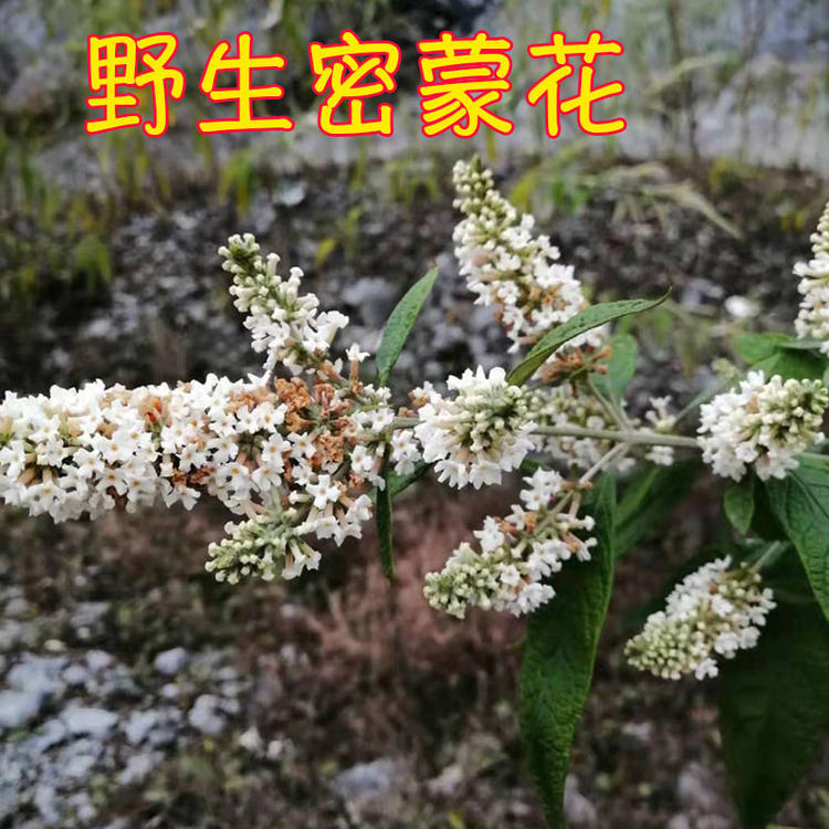 2023年黄饭花广西密蒙花五色花糯米饭植物染料黄米饭黄香花干花