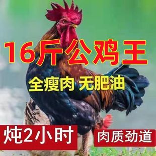 正宗散养老公鸡大公鸡活鸡现杀新鲜鸡肉鸡胸肉土鸡笨鸡公鸡整鸡