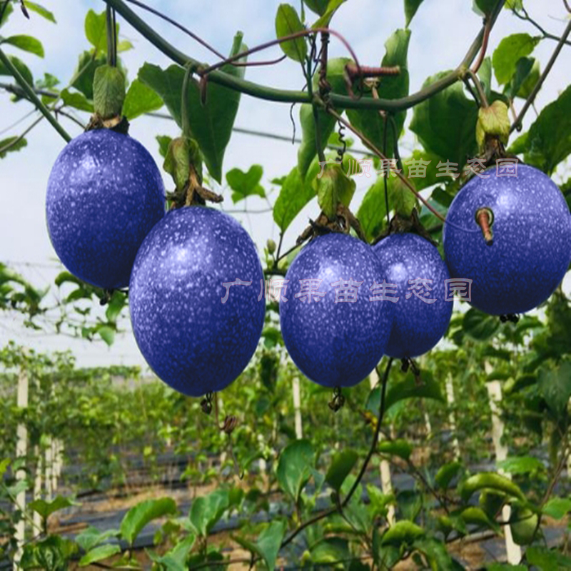 百香果苗蓝宝石果树绿皮品种黄金嫁接台农紫香一号阳台盆栽满天星