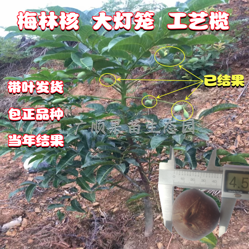 四花梅林工艺橄榄苗双面罗汉果树嫁接大灯笼乌黑橄榄苗正品茶山王