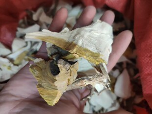 25年新晒粤西山区农家自制野生漆树根 漆树头500克包邮