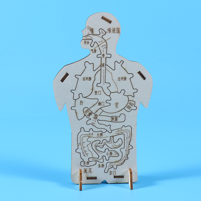 科技小制作内脏拼图模型科学实验认知 木质人体器官DIY消化系统