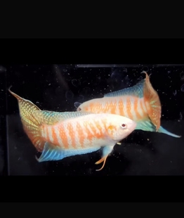 中国斗鱼鸿运白兔活体小型观赏鱼 白化鱼冷水鱼 无需打氧 包邮包