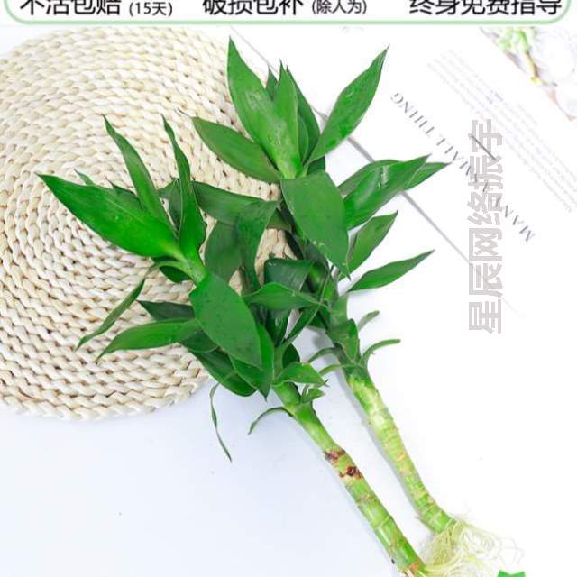 植物室内富贵竹盆栽绿萝萝花卉客厅好养水培鱼缸水养!桌面绿玻璃