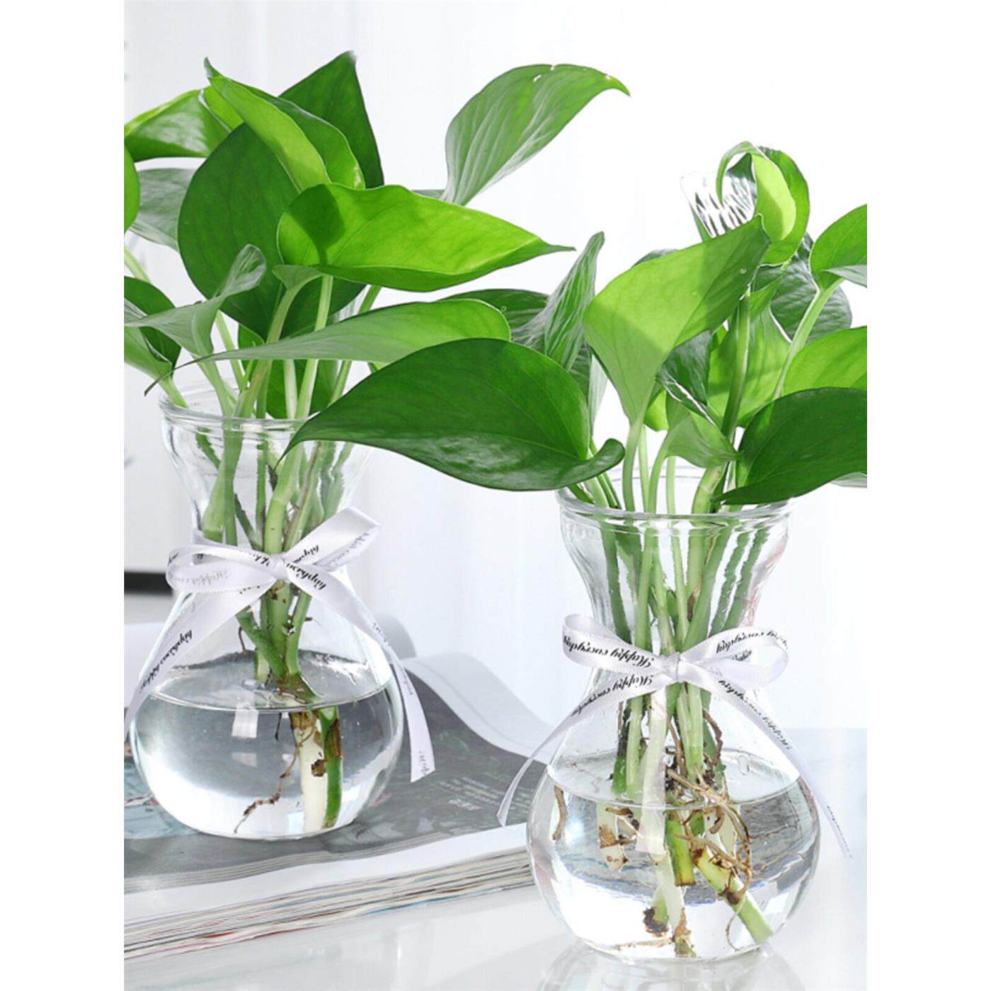 水培植物绿箩室内吊兰盆