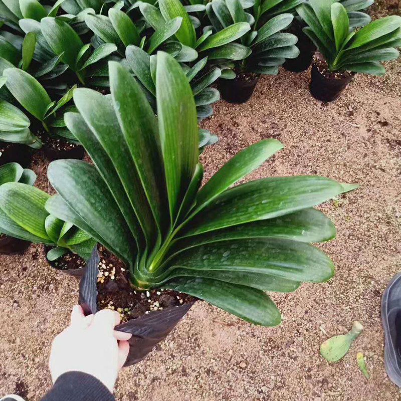 君子兰盆栽精品绿植花卉