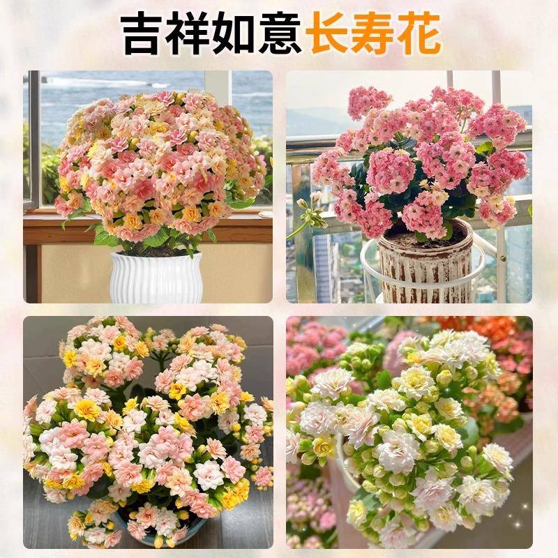 长寿花盆栽四季开花重瓣变色龙大花带花苞花苗室内易活花卉绿植物