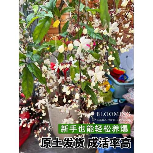 珍稀品种垂丝茉莉苗白蝴