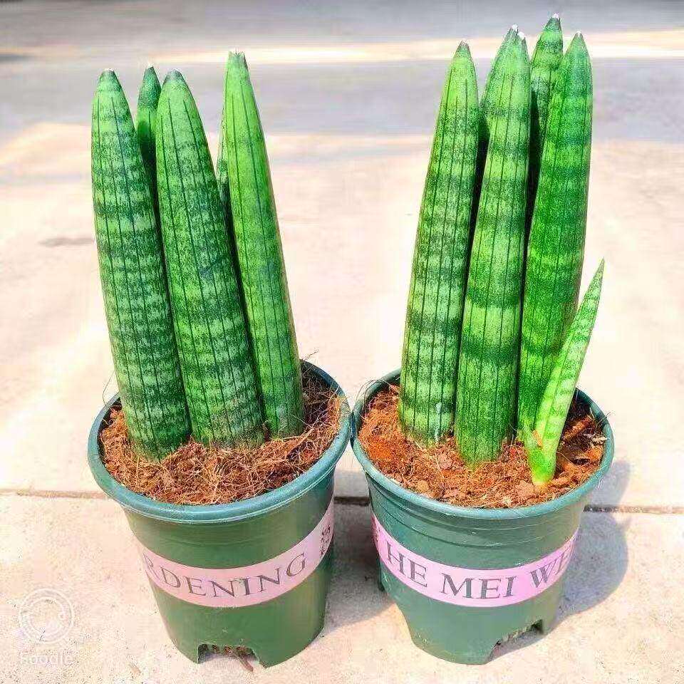 佛前香虎皮兰室内绿植盆