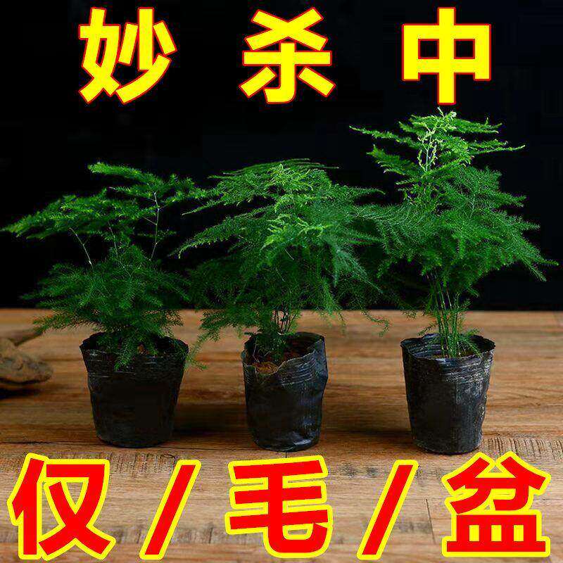 【耐寒】文竹盆栽绿植花卉盆景植物室内客厅水培文松云竹四季常青