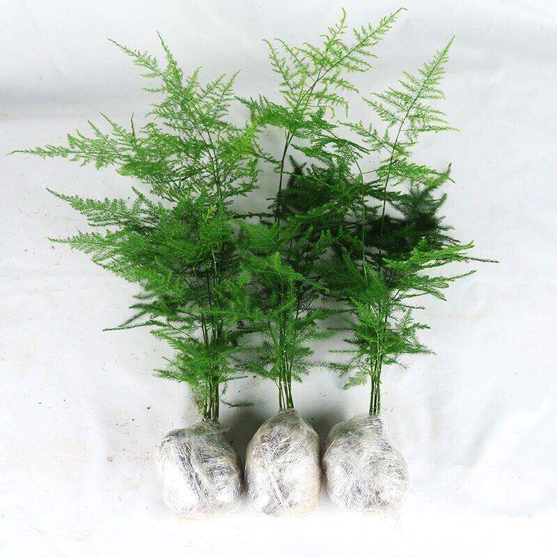 【耐寒】精选文竹盆栽绿植花卉盆景室内客厅水培文松云竹四季常青